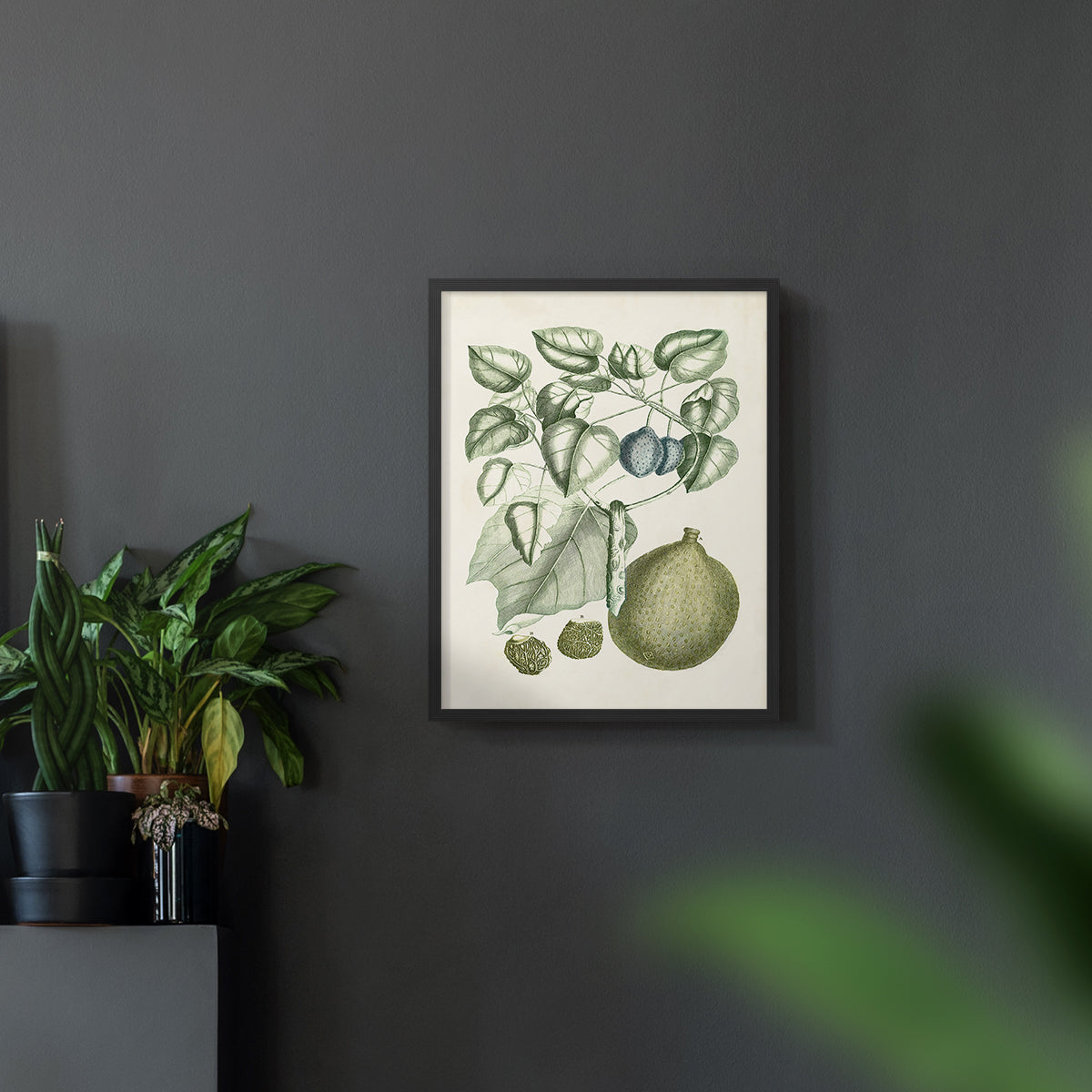 Buchoz Tropicals VIII - Restickable Framed Art Print