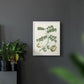 Buchoz Tropicals II - Restickable Framed Art Print