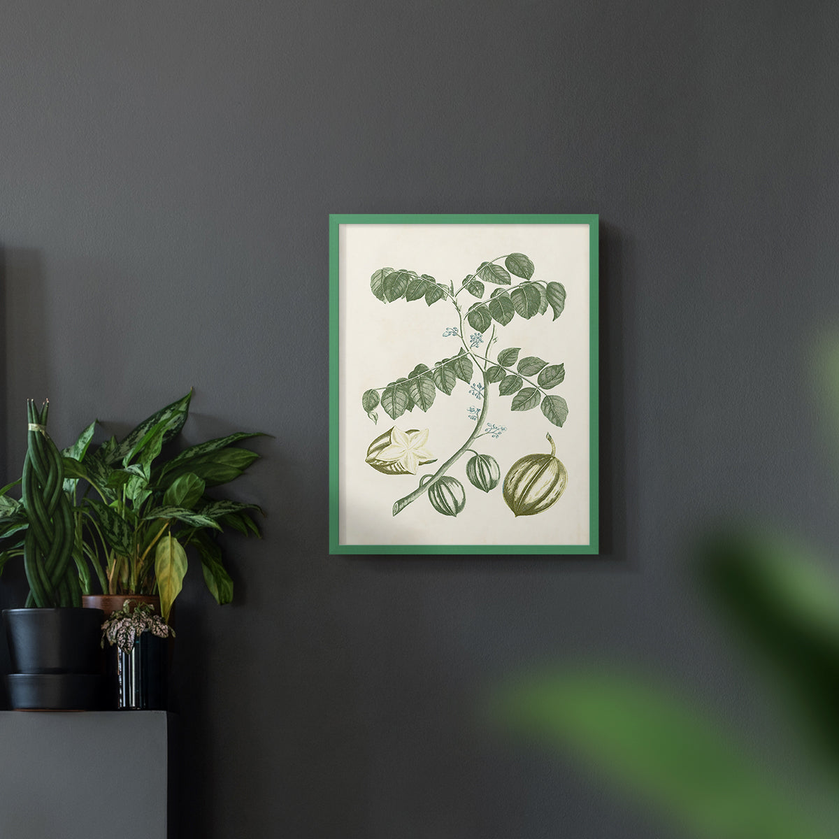 Buchoz Tropicals II - Restickable Framed Art Print