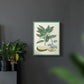 Buchoz Tropicals IV - Restickable Framed Art Print