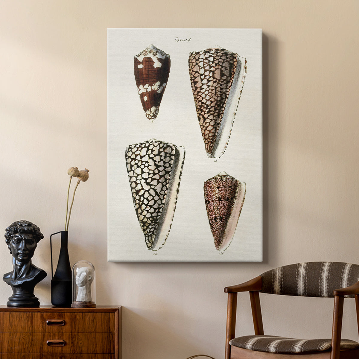 Cone Shell Collection I - Canvas Art Print