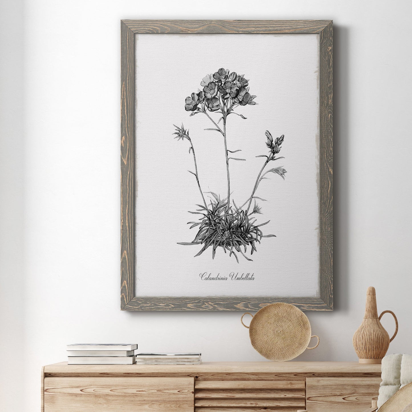 Simply Caladrinia - Premium Canvas Framed in Barnwood - Ready to Hang