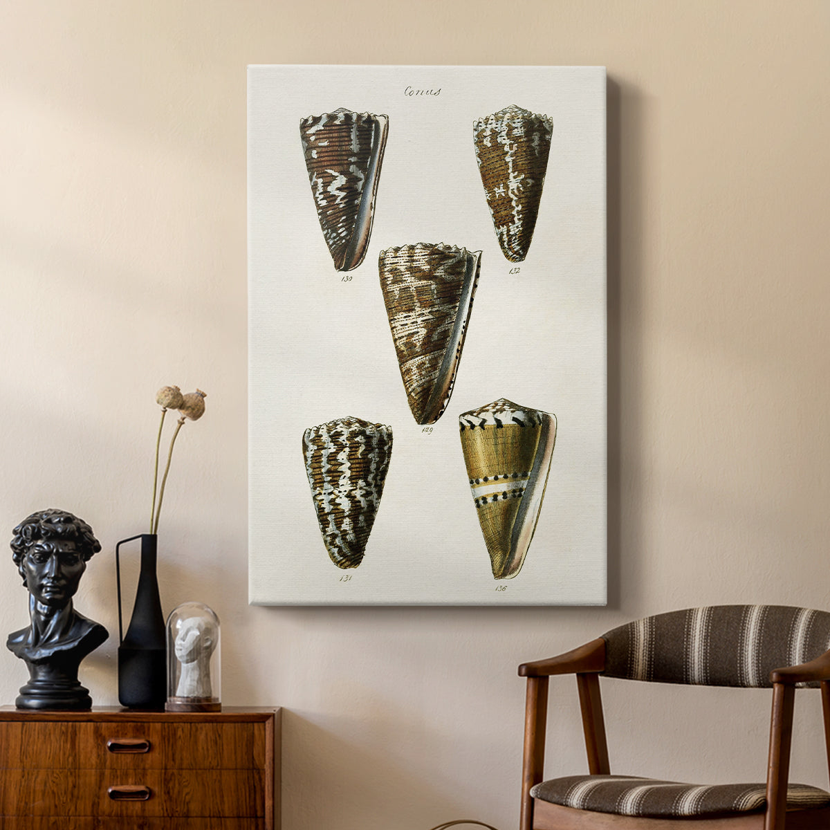 Cone Shell Collection V - Canvas Art Print