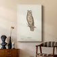 Scops-Eared Owl - Canvas Art Print