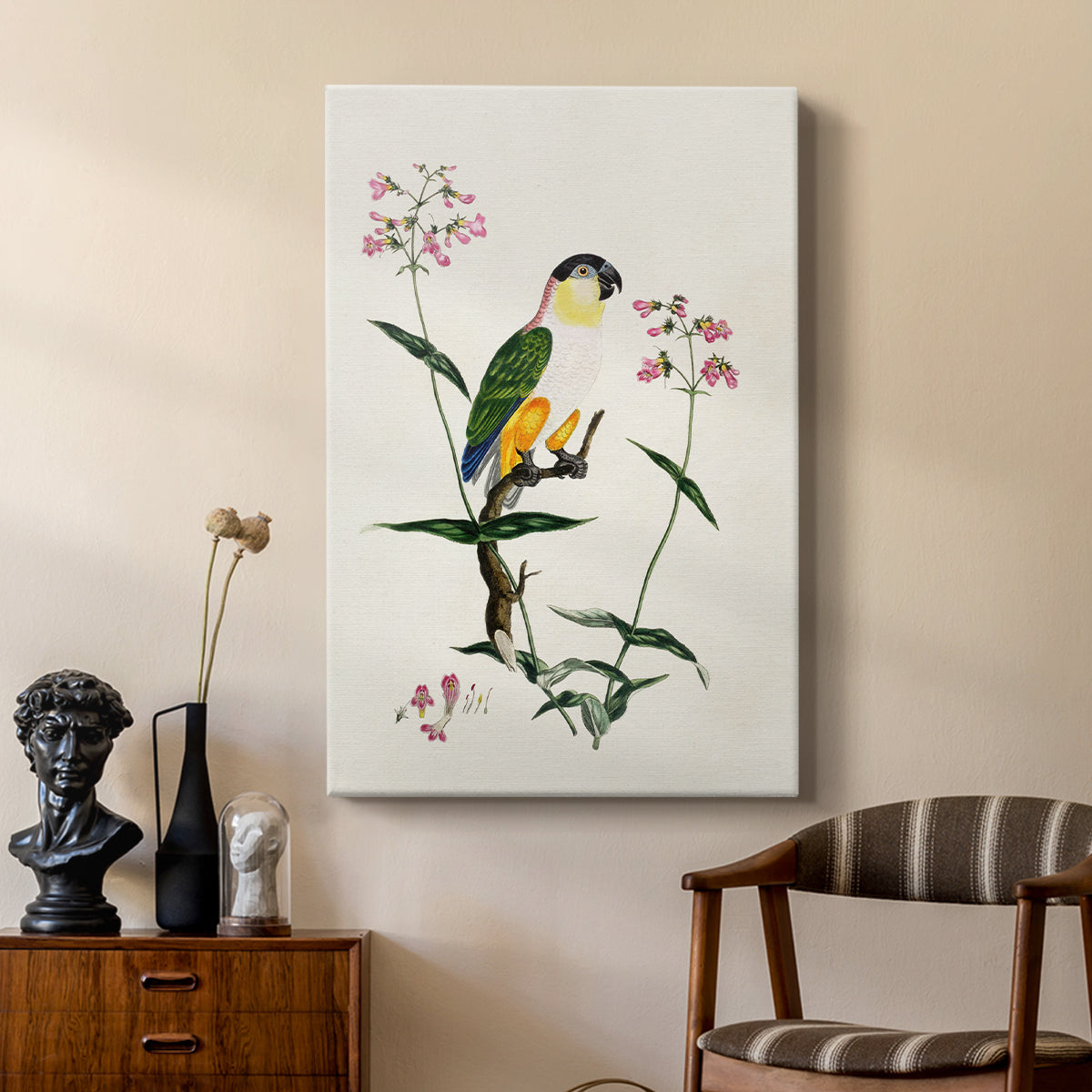 Black-Headed Parrot (Psittacus melanocephalus), 1796 - Canvas Art Print