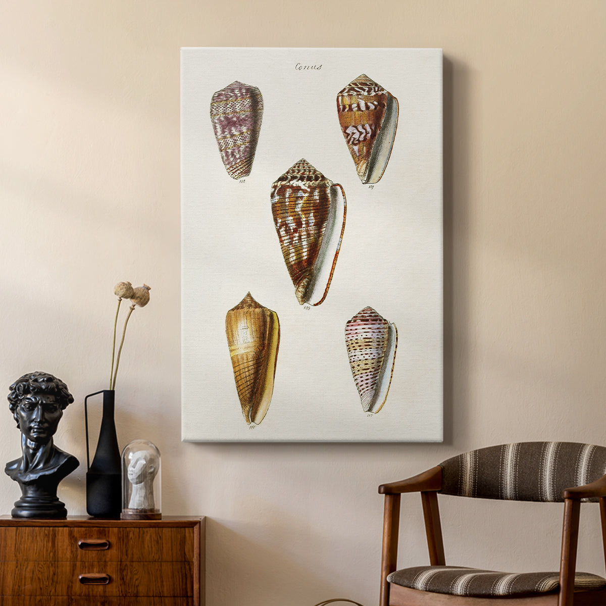 Cone Shell Collection VI - Canvas Art Print