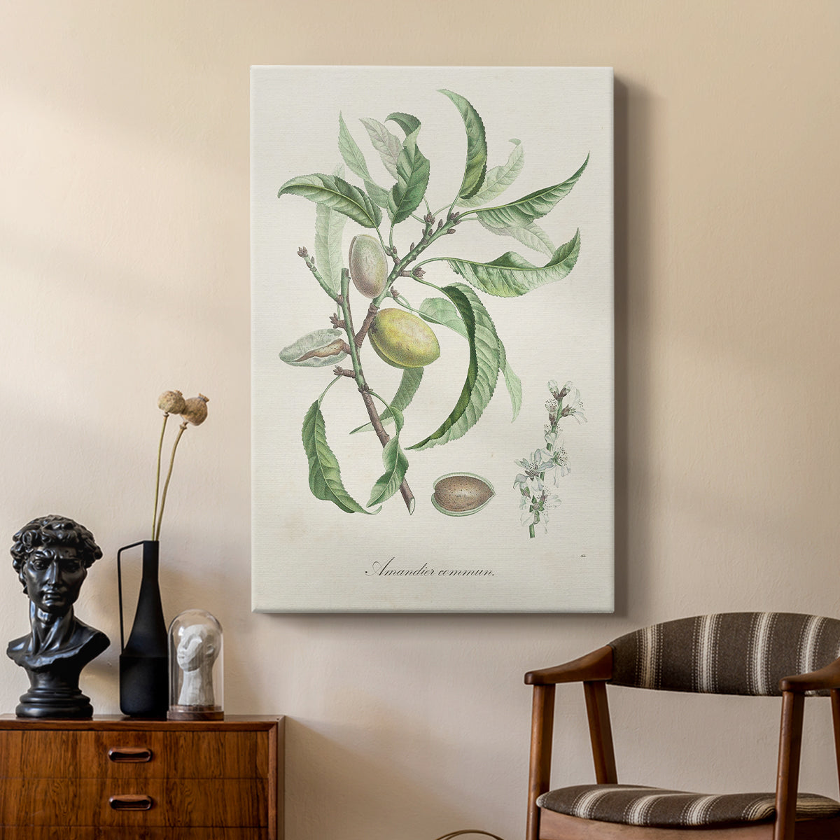 Antique Almond Botanical IV - Canvas Art Print