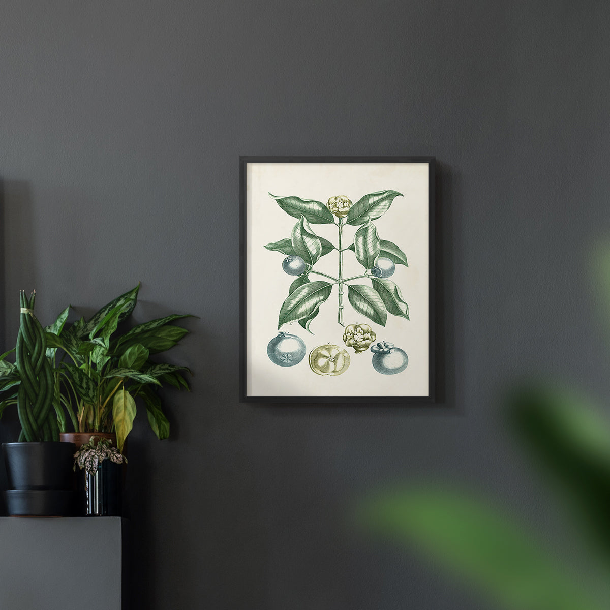 Buchoz Tropicals VII - Restickable Framed Art Print