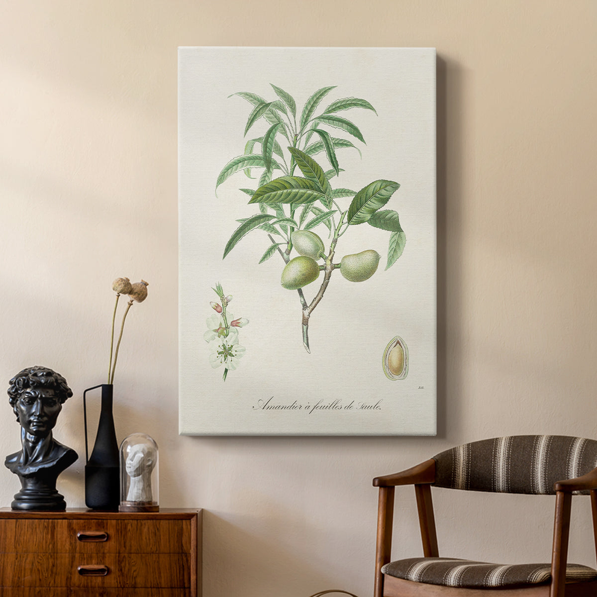 Antique Almond Botanical II - Canvas Art Print