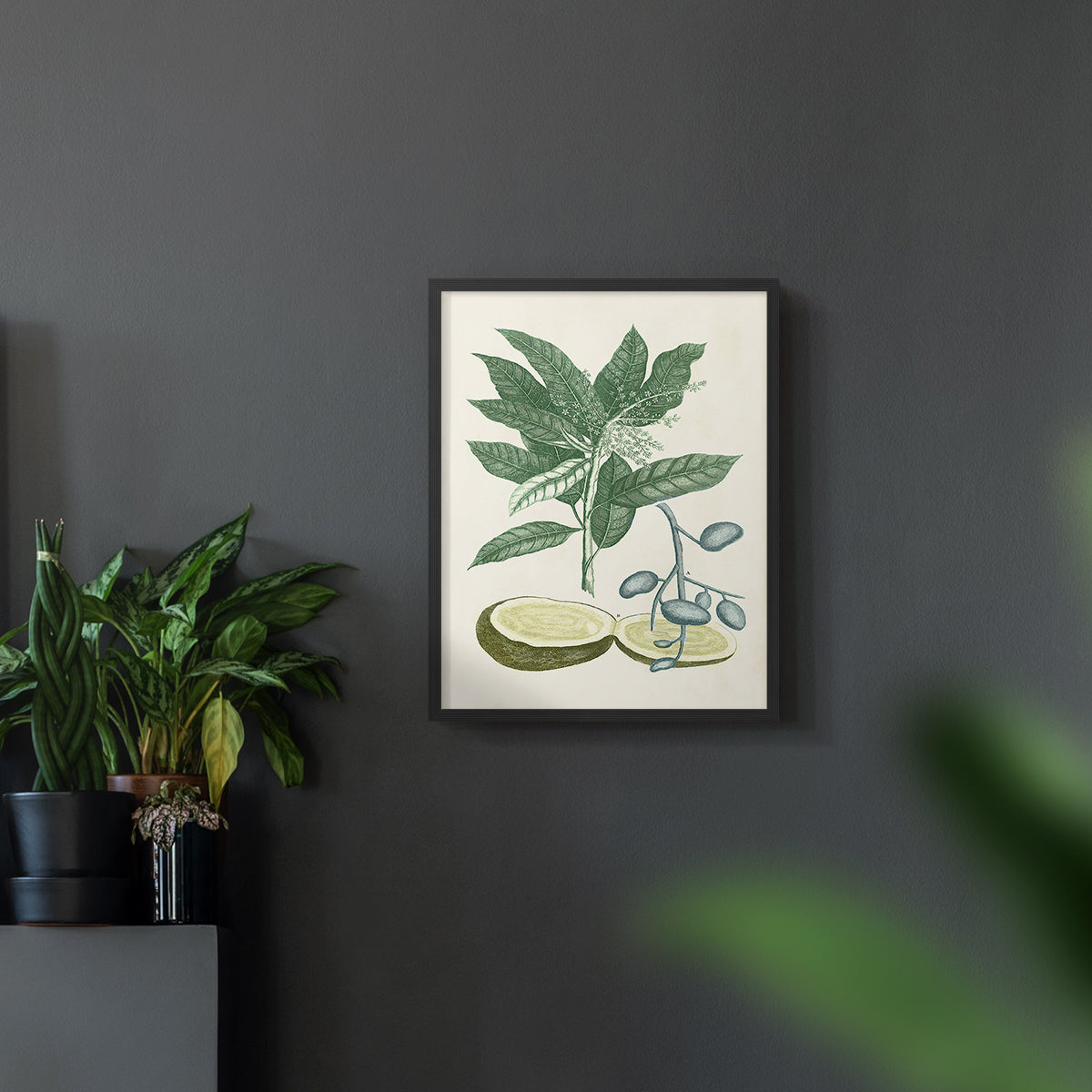 Buchoz Tropicals IV - Restickable Framed Art Print