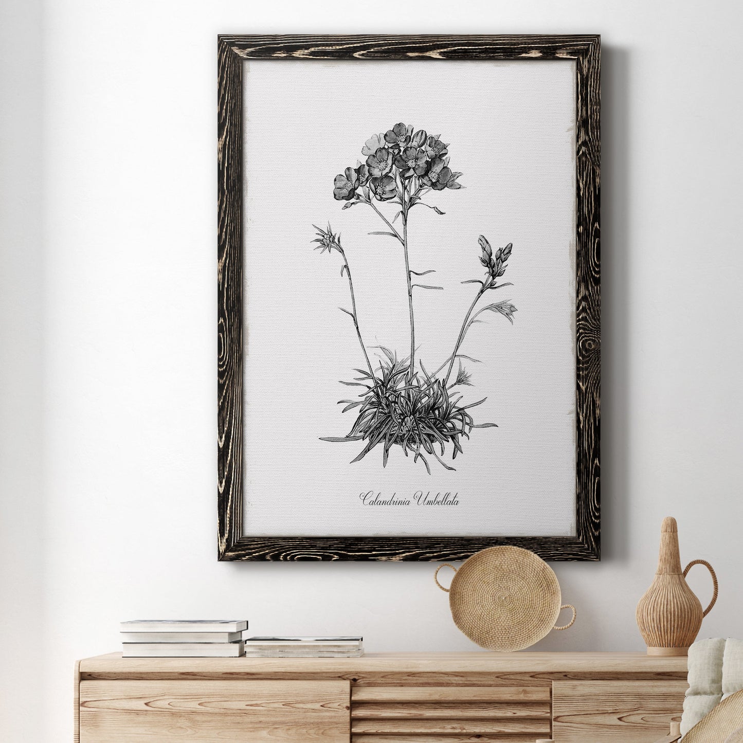 Simply Caladrinia - Premium Canvas Framed in Barnwood - Ready to Hang