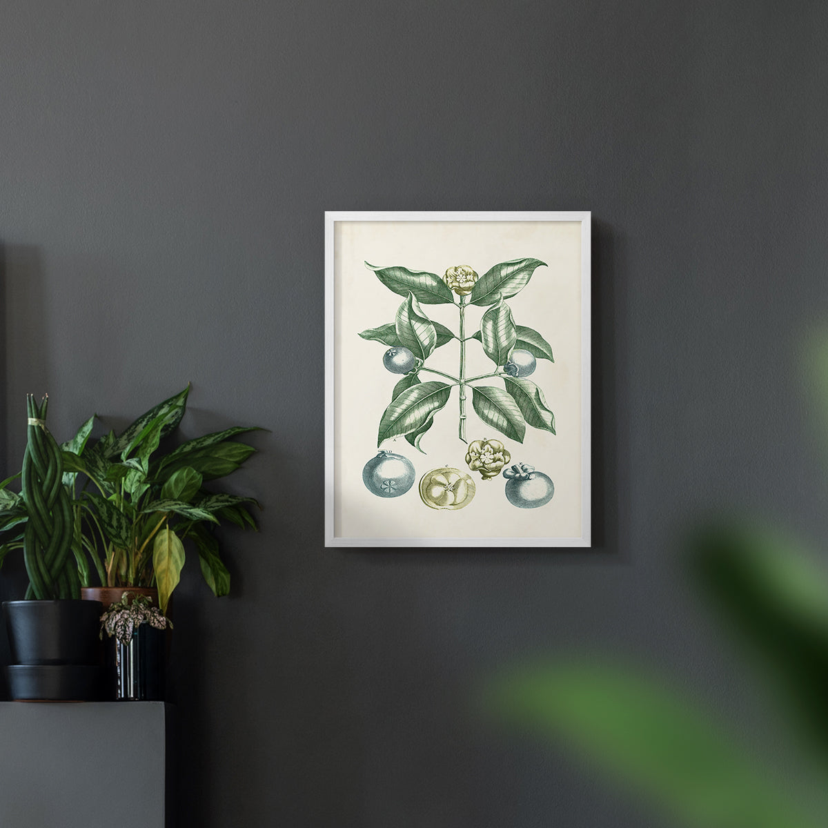 Buchoz Tropicals VII - Restickable Framed Art Print