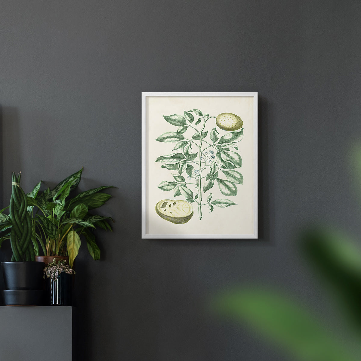 Buchoz Tropicals III - Restickable Framed Art Print