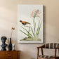 Southern Red Bishop and Gladiolus, c. 1822 - Canvas Art Print