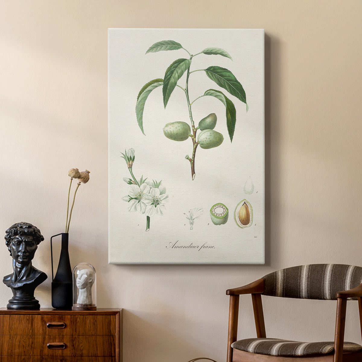 Antique Almond Botanical I - Canvas Art Print
