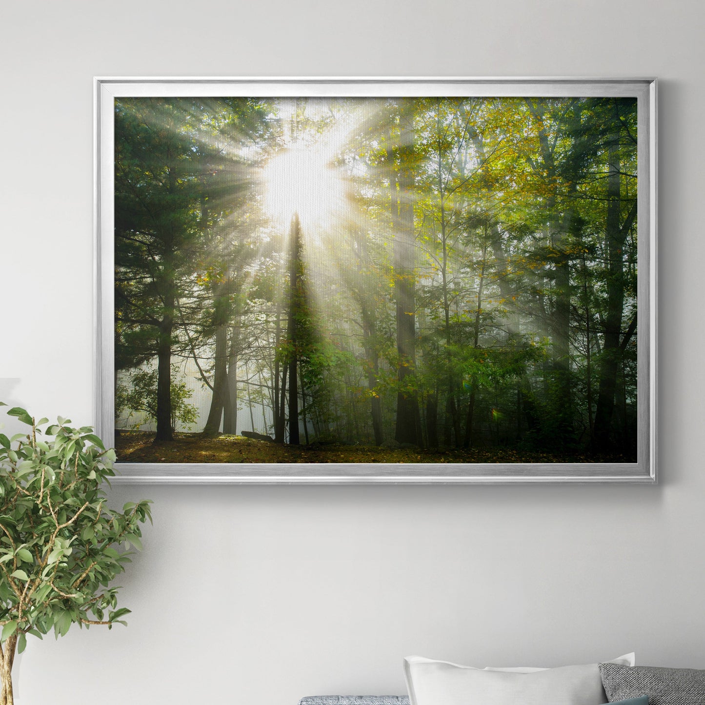 Light and Trees II Premium Classic Framed Canvas - Ready to Hang