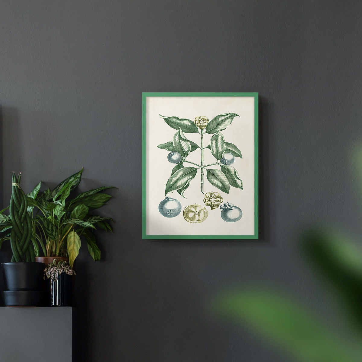 Buchoz Tropicals VII - Restickable Framed Art Print