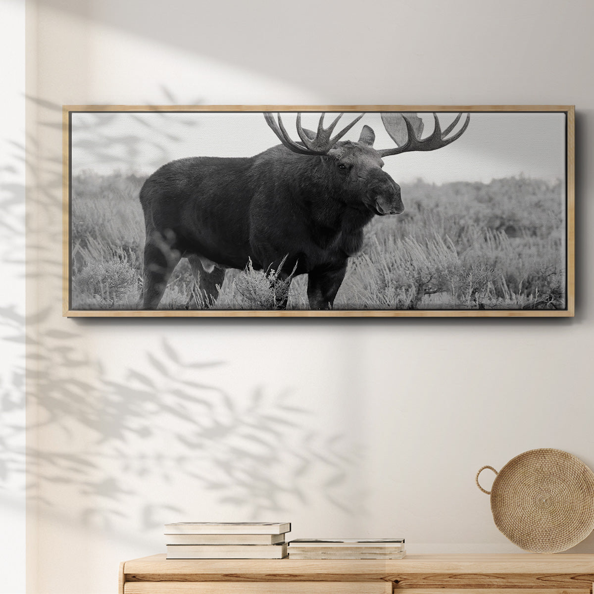Grand Teton Bull Moose - Floater Framed Canvas Print