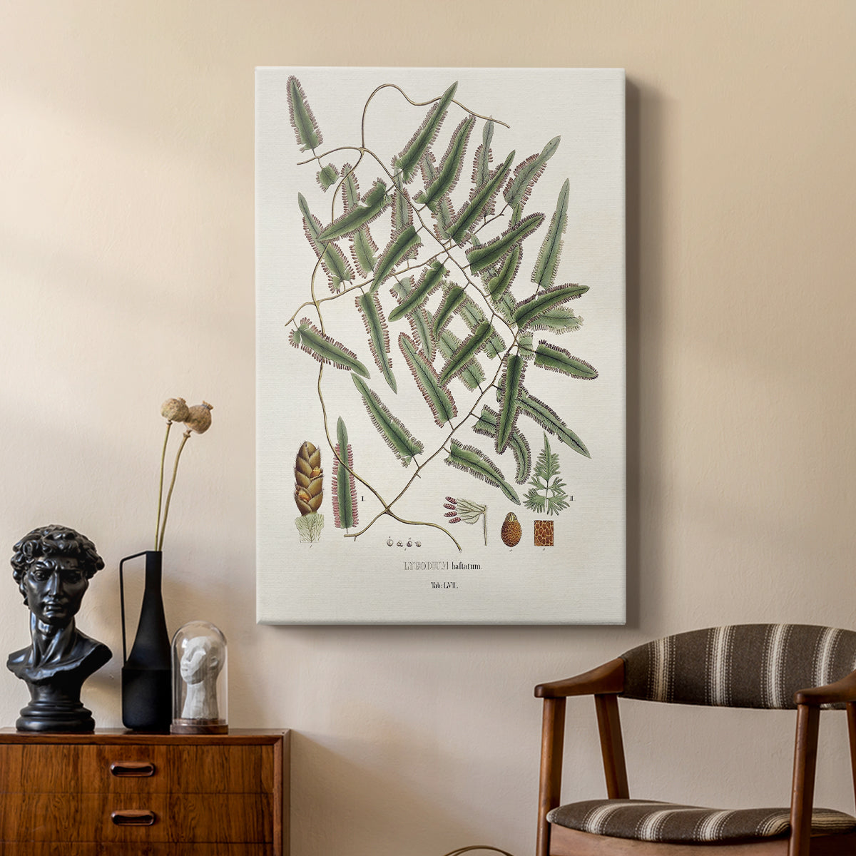 Botanical Society Ferns X - Canvas Art Print