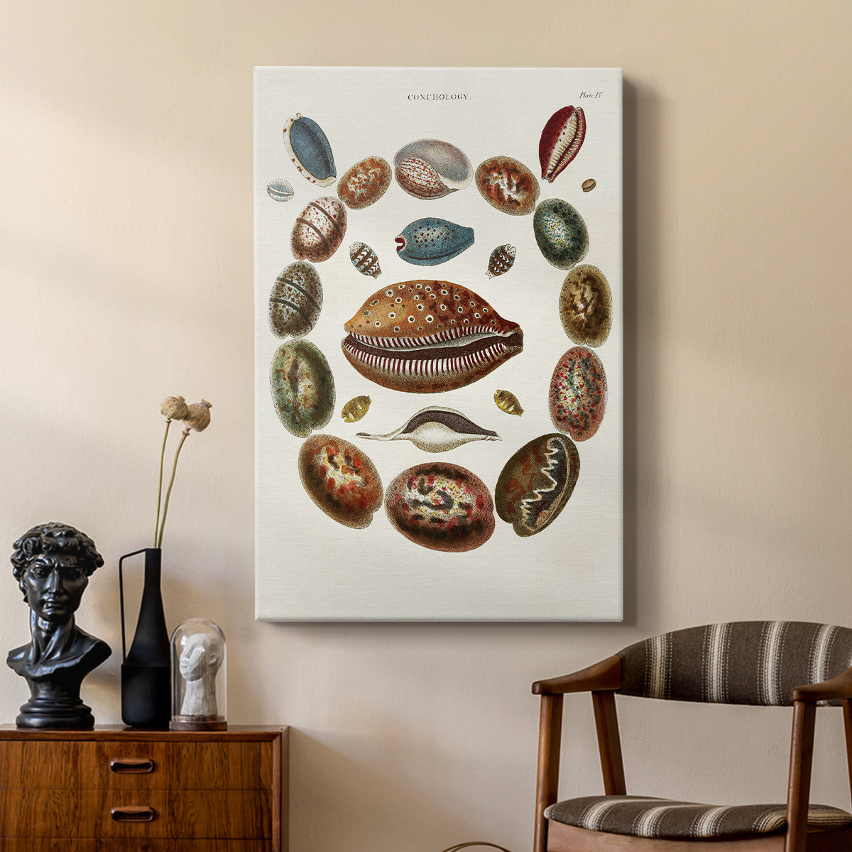Spiral Shell Formation II - Canvas Art Print
