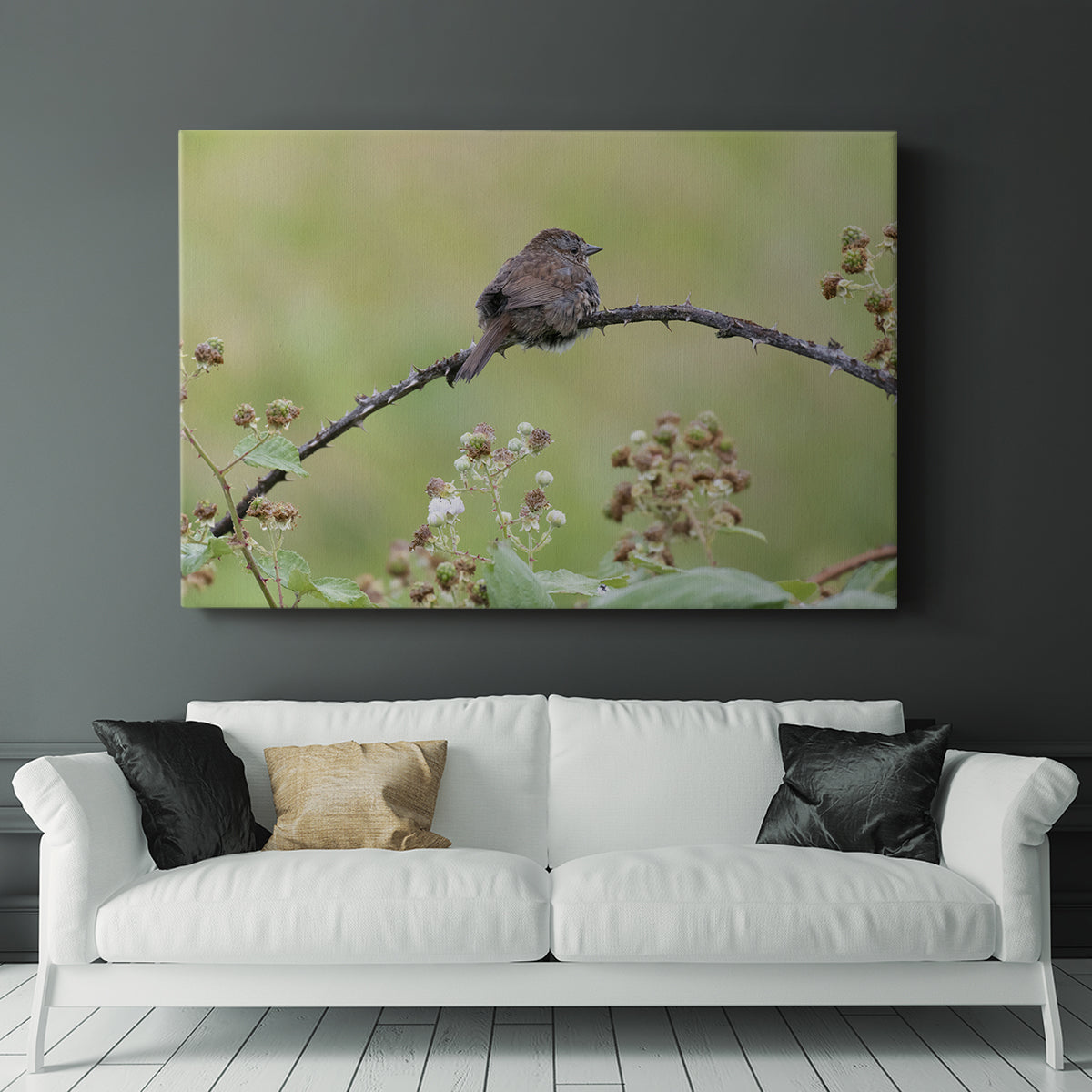 Resting Sparrow - Canvas Art Print