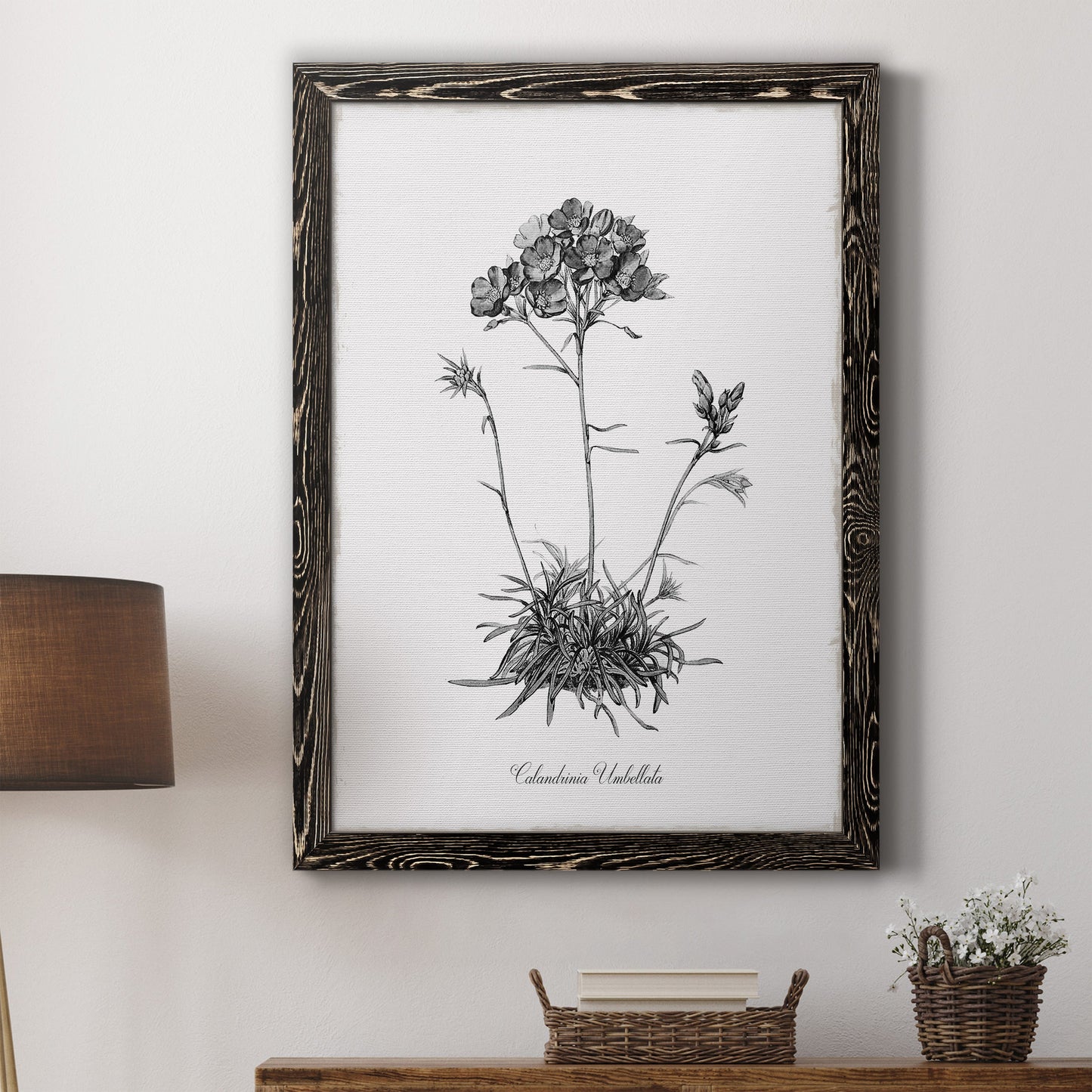 Simply Caladrinia - Premium Canvas Framed in Barnwood - Ready to Hang