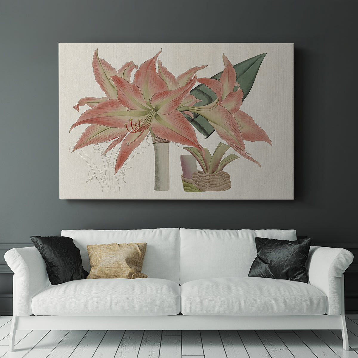 Amaryllis Varietals III - Canvas Art Print