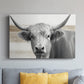 Steer XCI - Canvas Art Print