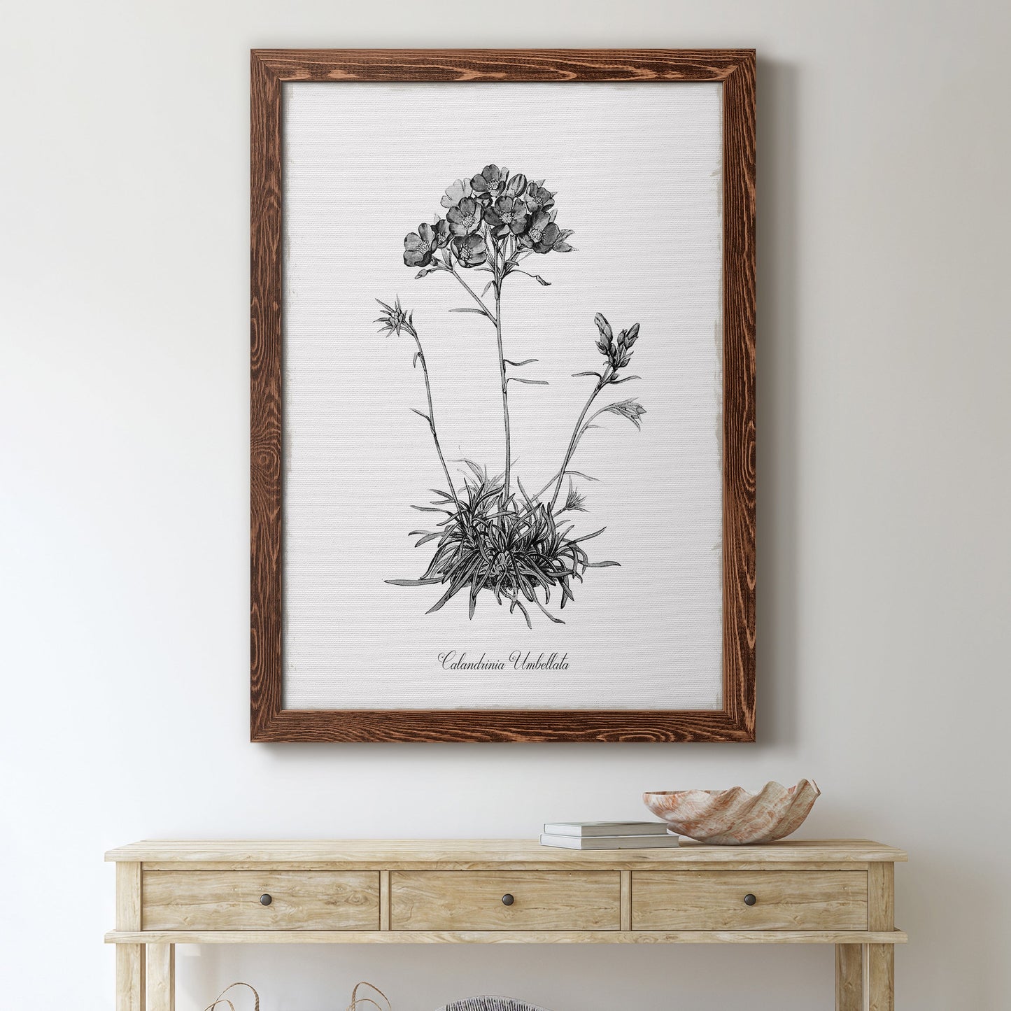 Simply Caladrinia - Premium Canvas Framed in Barnwood - Ready to Hang