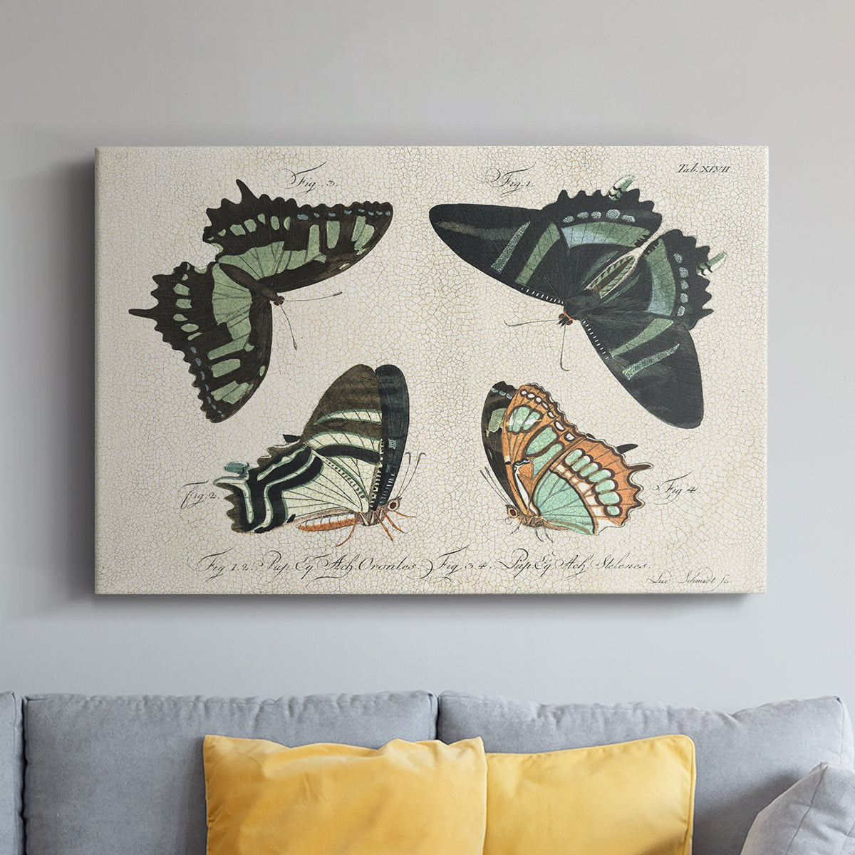 Crackled Butterflies III - Canvas Art Print