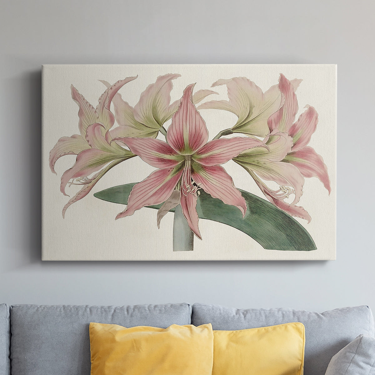 Amaryllis Varietals I - Canvas Art Print