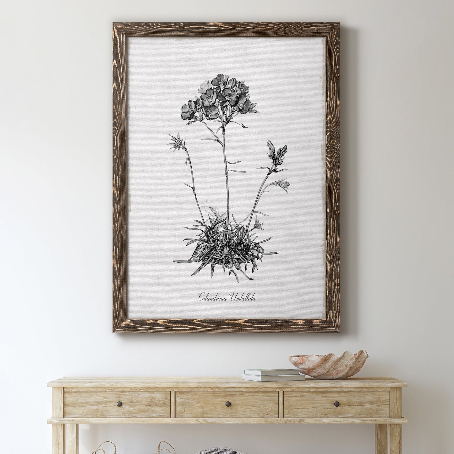 Simply Caladrinia - Premium Canvas Framed in Barnwood - Ready to Hang