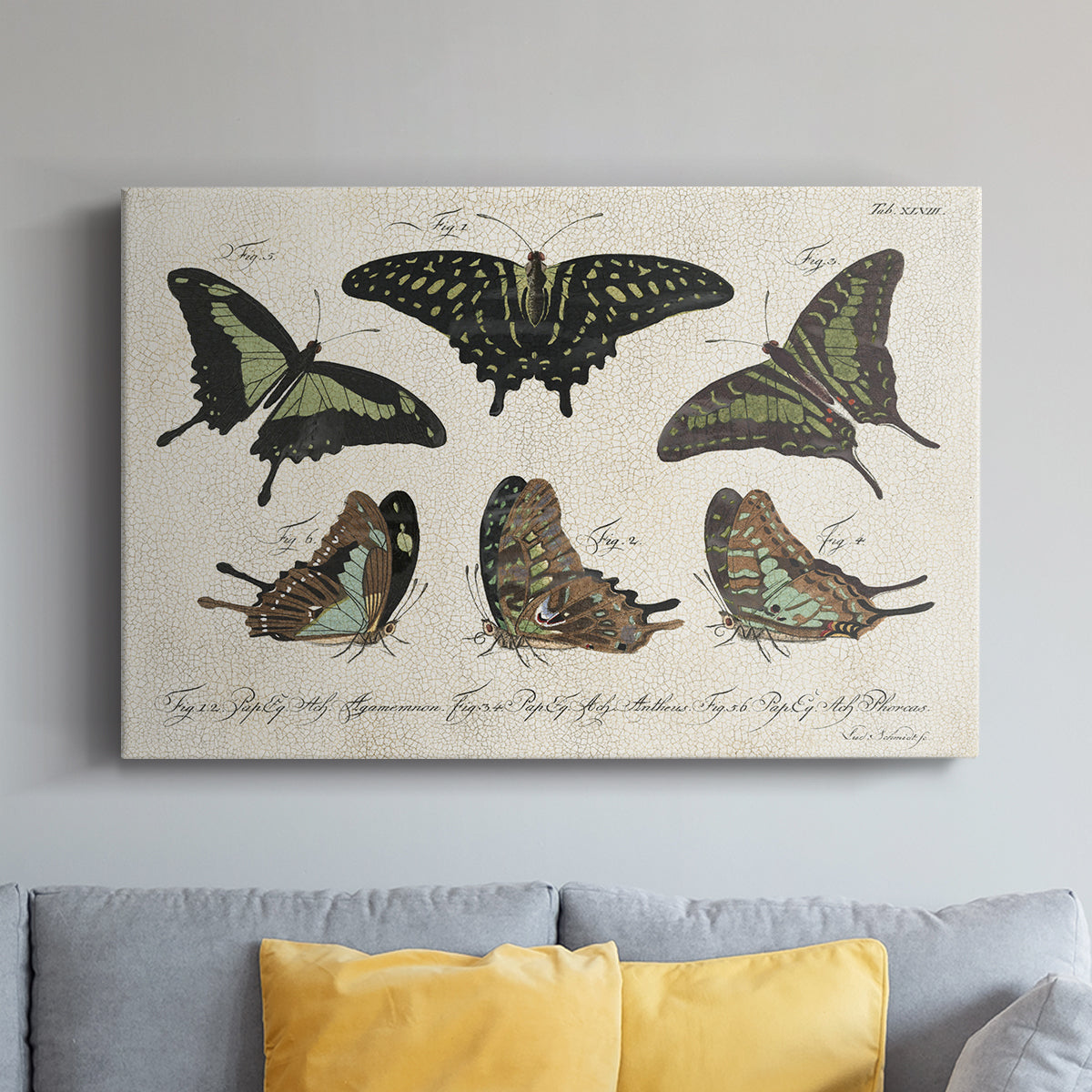 Crackled Butterflies II - Canvas Art Print