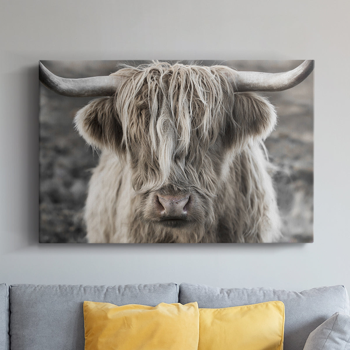 Highland cow with long hair showing expression in moody landscape during early morning light