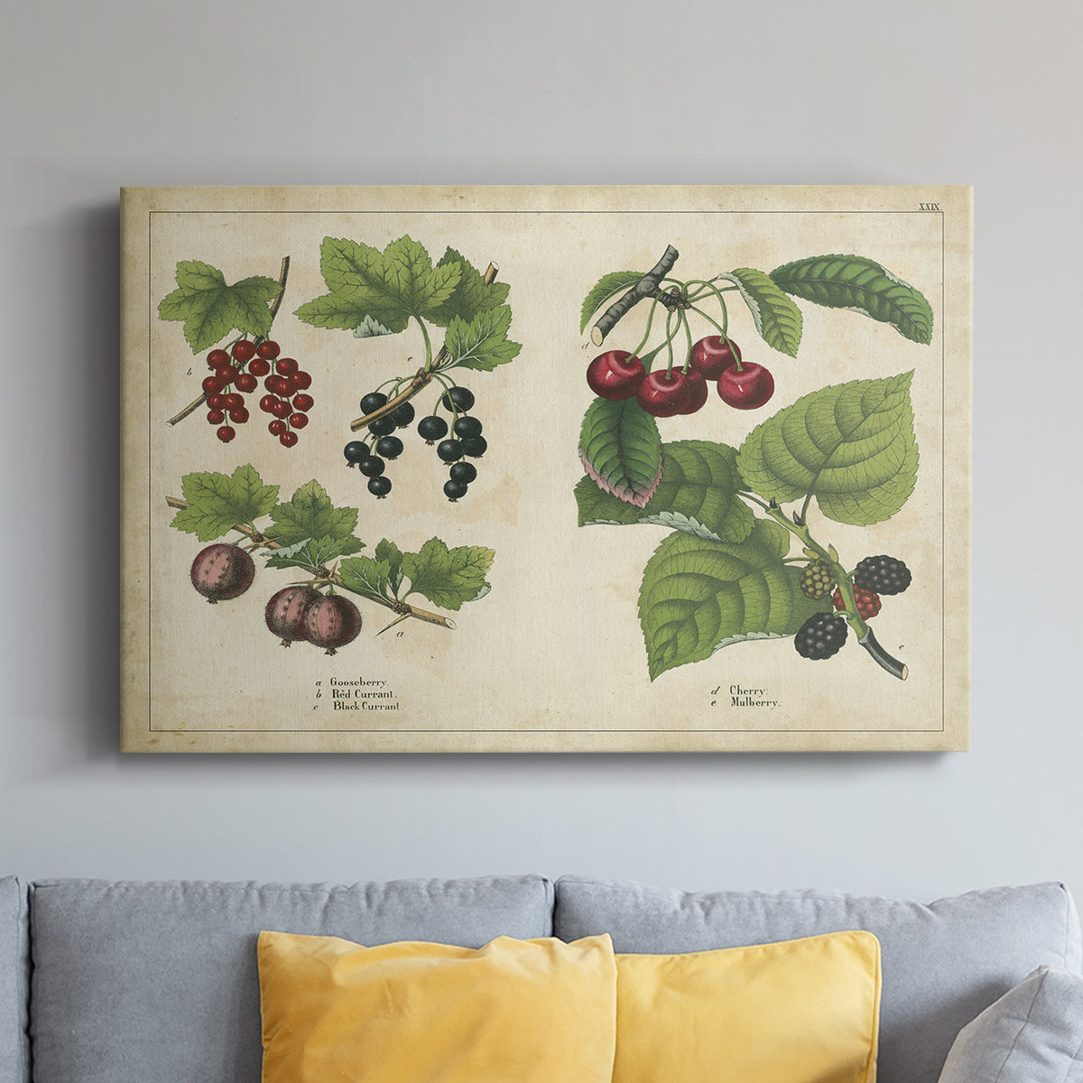 Berries and Currants - Canvas Art Print