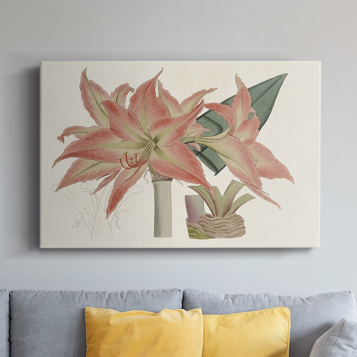 Amaryllis Varietals III - Canvas Art Print