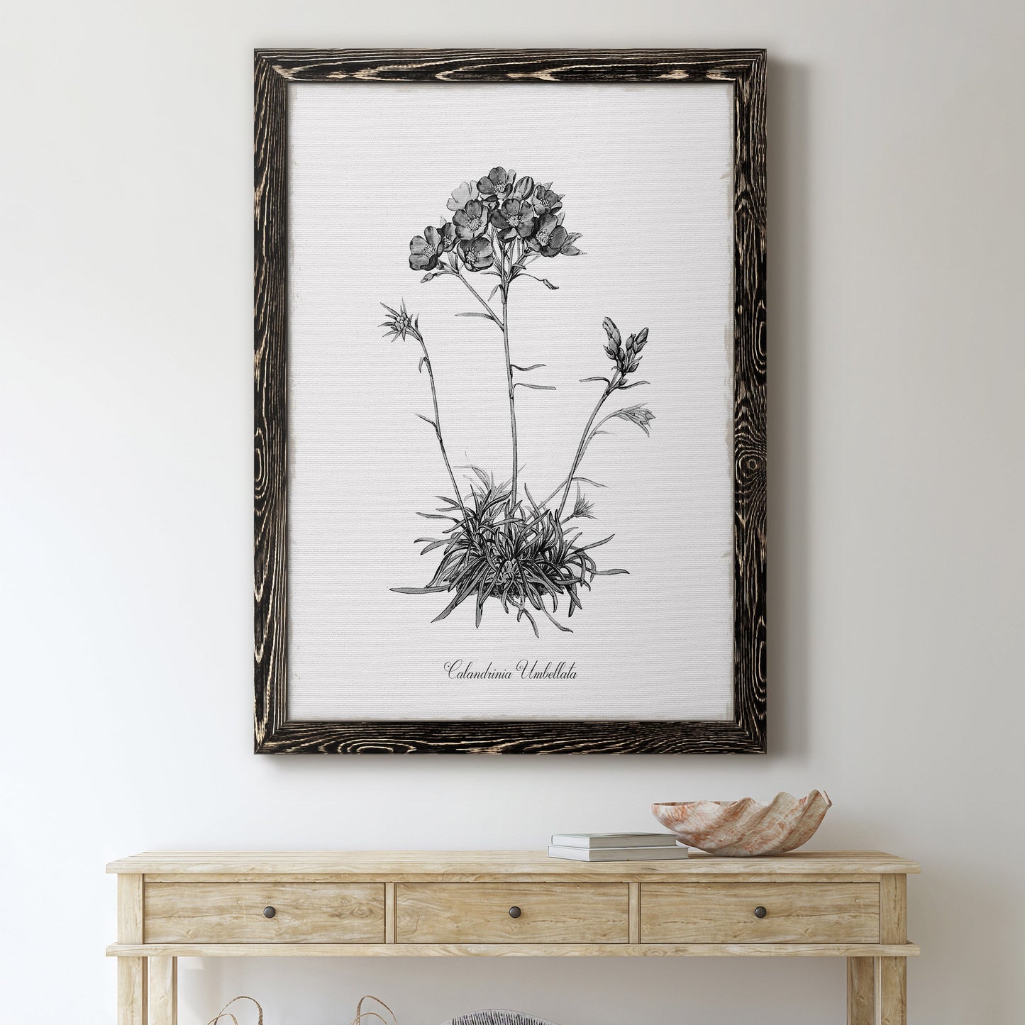 Simply Caladrinia - Premium Canvas Framed in Barnwood - Ready to Hang