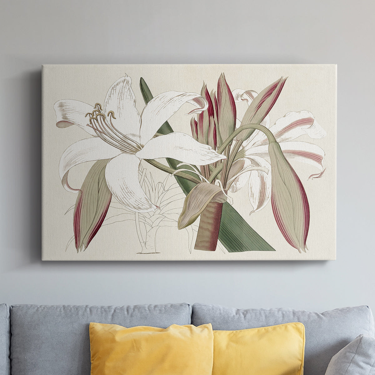 Amaryllis Varietals II - Canvas Art Print