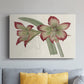 Amaryllis Varietals IV - Canvas Art Print