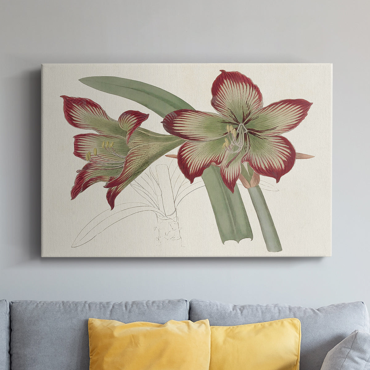 Amaryllis Varietals IV - Canvas Art Print