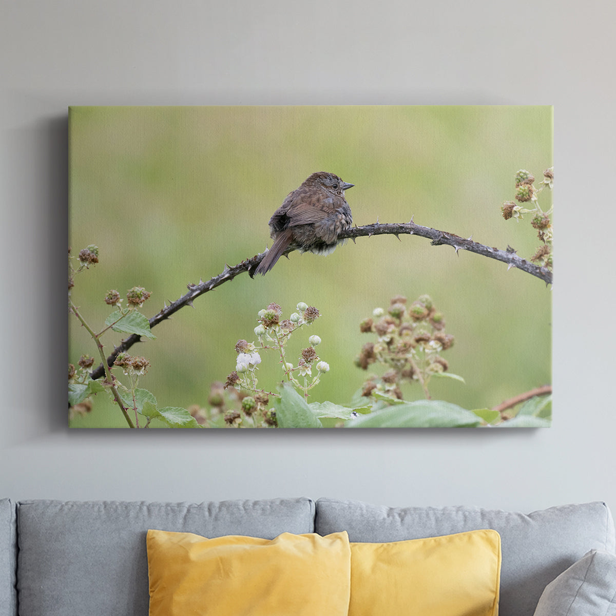 Resting Sparrow - Canvas Art Print