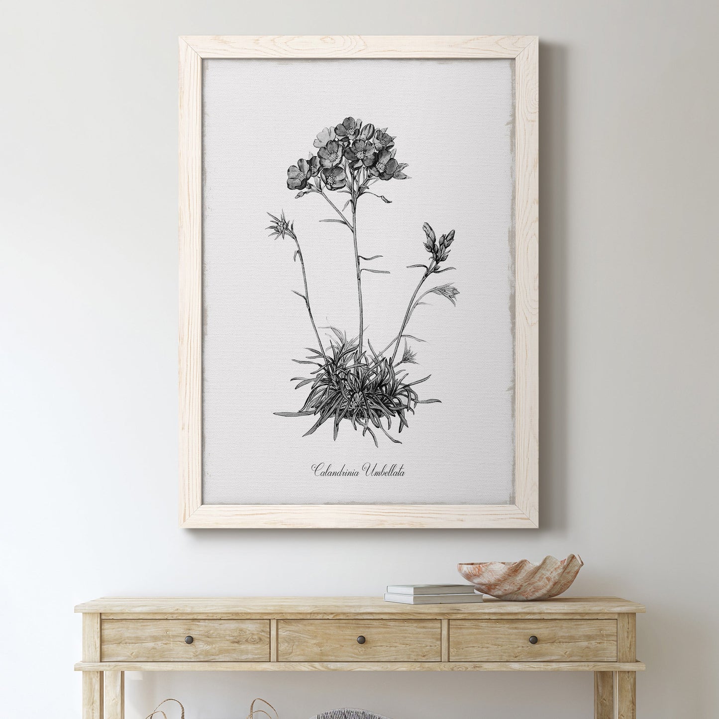 Simply Caladrinia - Premium Canvas Framed in Barnwood - Ready to Hang