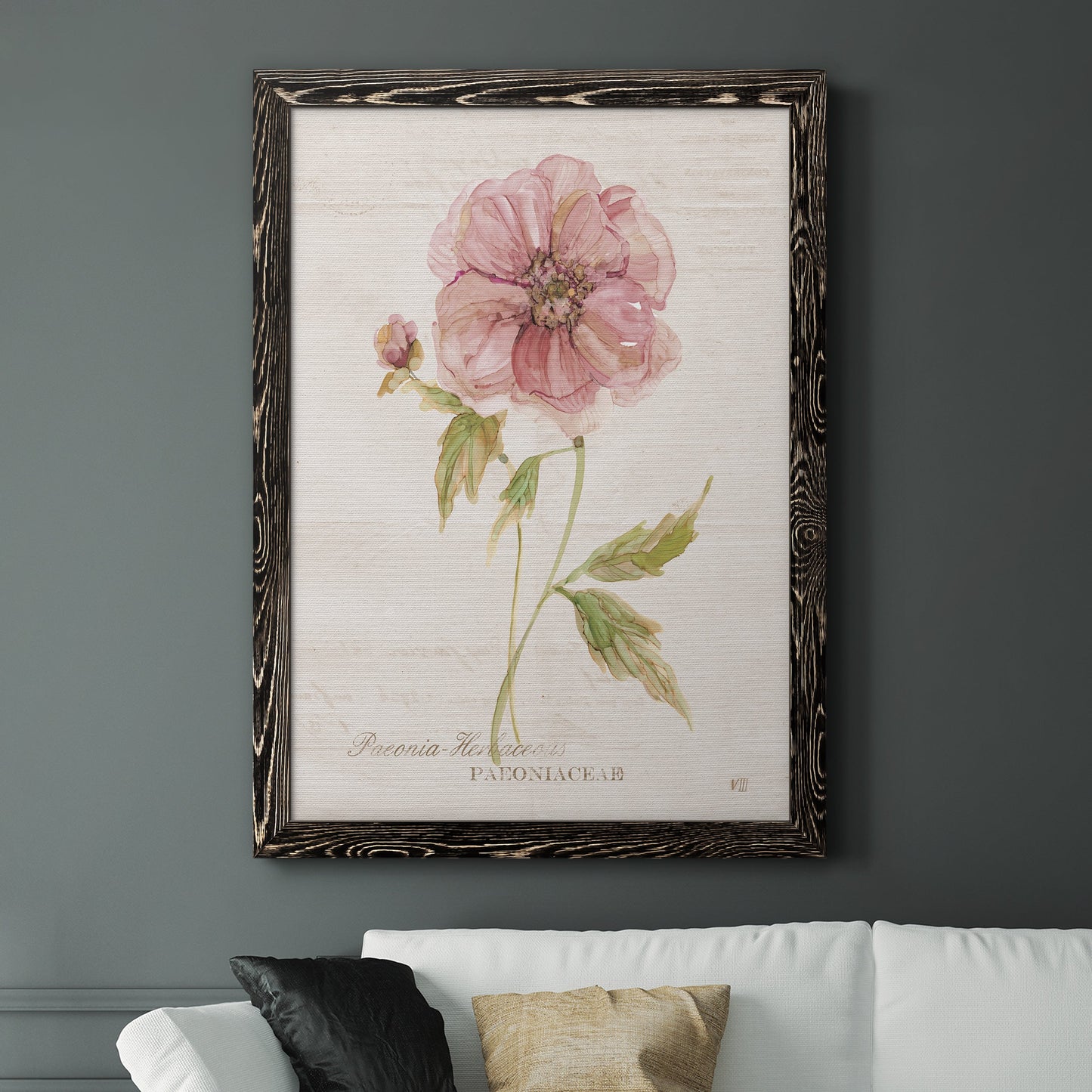 Soft Peony - Premium Canvas Framed in Barnwood - Ready to Hang