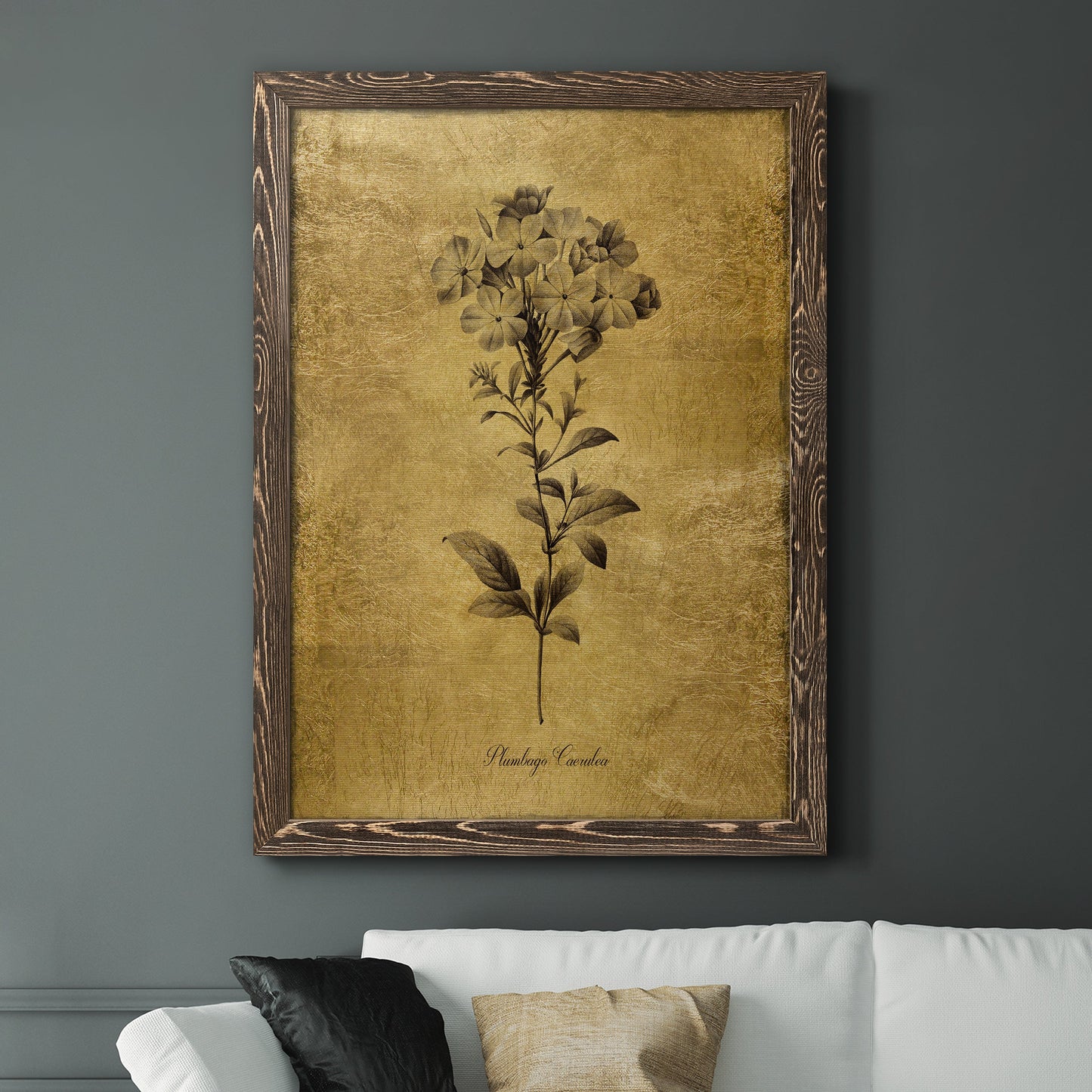 Gold Sketch Botanical II - Barnwood Framed Canvas Print