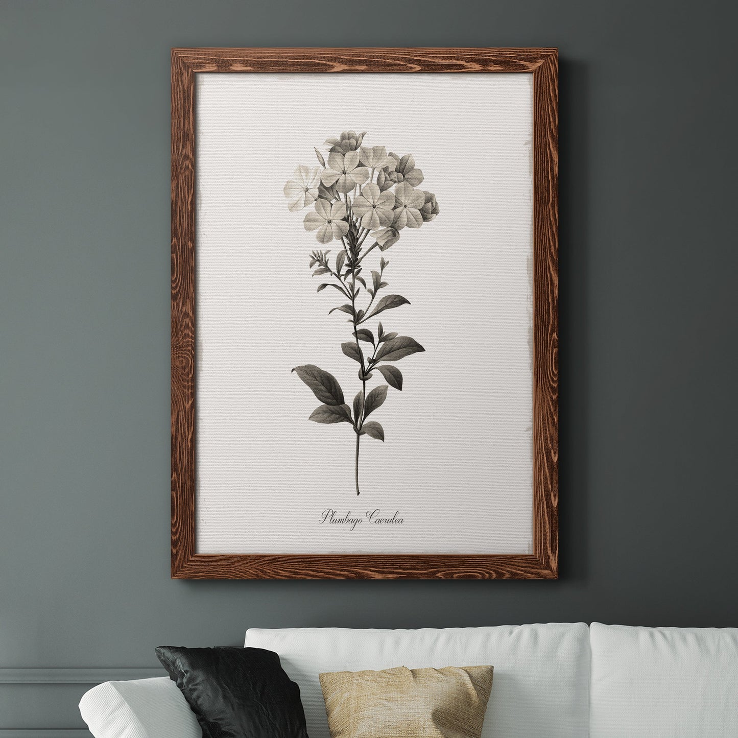 Sketchbook Leadwort - Barnwood Framed Canvas Print