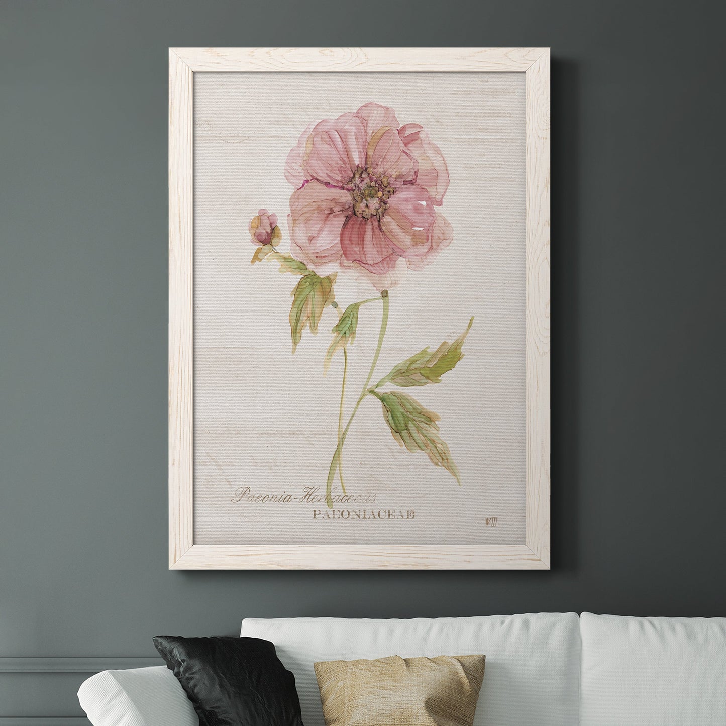 Soft Peony - Premium Canvas Framed in Barnwood - Ready to Hang