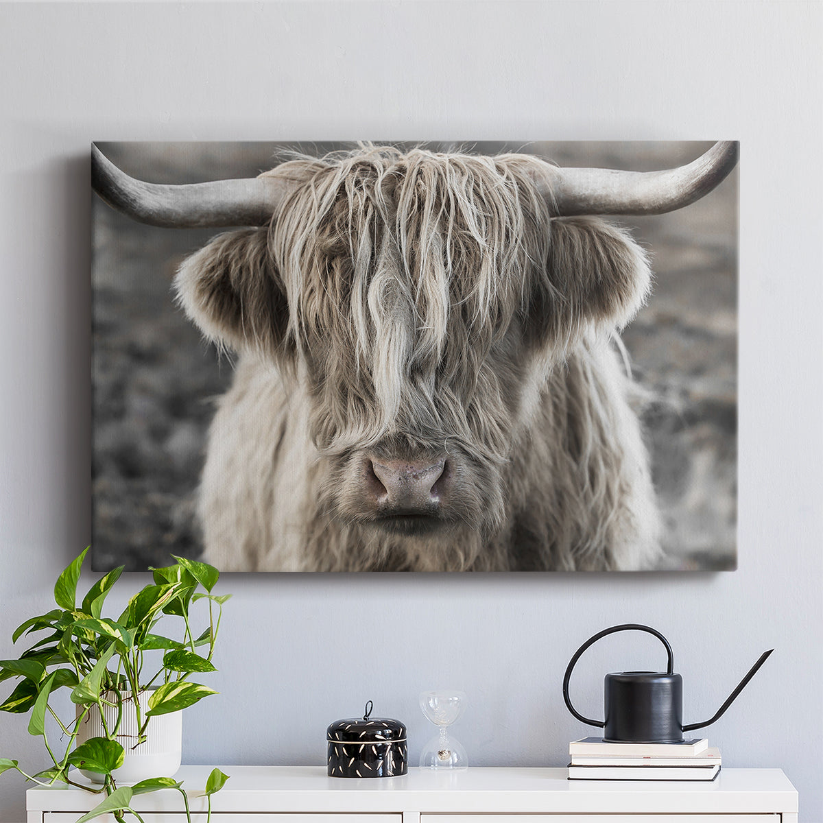 Highland cow with long hair showing expression in moody landscape during early morning light