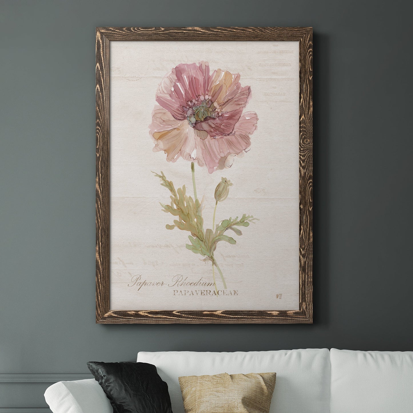 Soft Poppy - Premium Canvas Framed in Barnwood - Ready to Hang