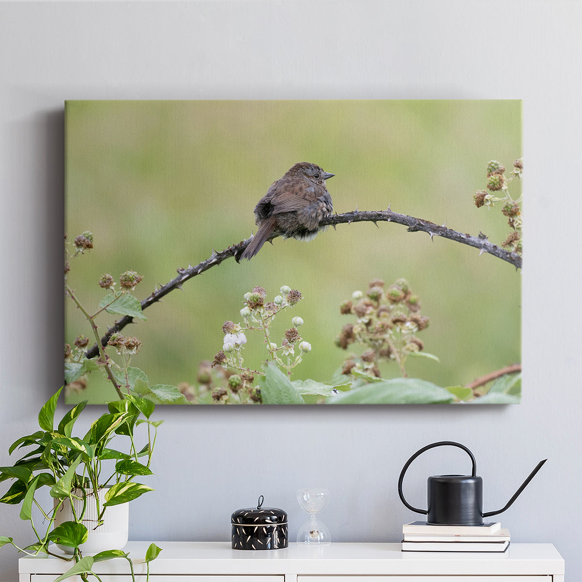 Resting Sparrow - Canvas Art Print
