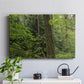 Calm of the Forest - Canvas Art Print